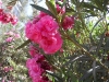 SAMSUNG DIGITAL CAMERA